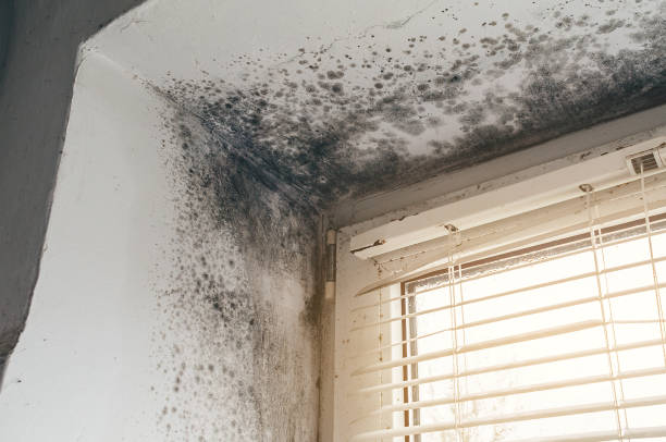 Affordable Mold Cleanup solutions in Winthrop, MN